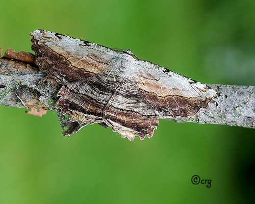 Common Lytrosis Moth photo 5