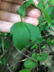 Euonymus alatus