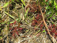 Drosera intermedia