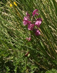 Pedicularis gyroflexa