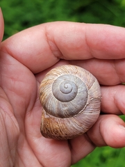 Helix pomatia