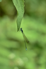Caconeura ramburi