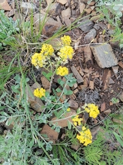 Odontarrhena obovata