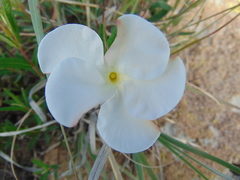 Mandevilla hypoleuca