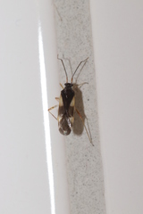 Dryophilocoris flavoquadrimaculatus