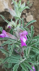 Salvia garedji
