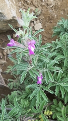 Salvia garedji
