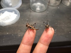 Lipotactes truncatus