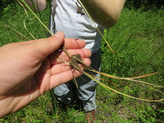 Juncus longii