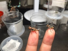 Lipotactes truncatus