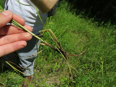 Juncus longii