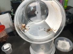 Lipotactes truncatus