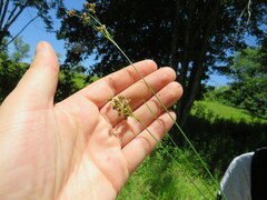 Juncus longii