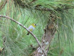 Zosterops atricapilla