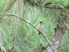 Zosterops atricapilla