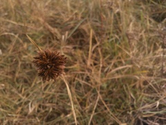 Cyperus reflexus