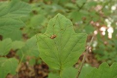 Leiobunum calcar
