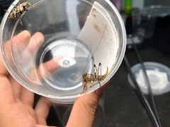 Lipotactes truncatus