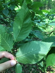 Ostrya virginiana