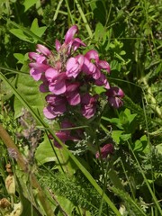 Pedicularis gyroflexa