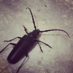 Derobrachus geminatus