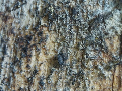 Lophium mytilinum