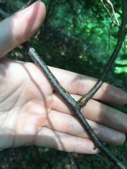 Ostrya virginiana