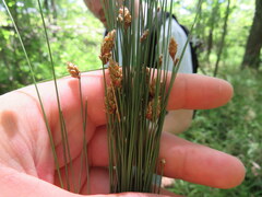 Eleocharis tuberculosa