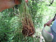 Eleocharis tuberculosa