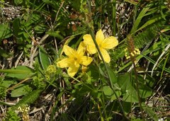 Hypericum richeri richeri
