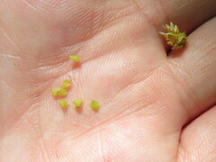 Eleocharis tuberculosa