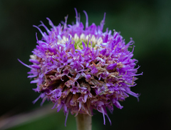 Chresta sphaerocephala