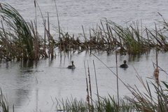 Podilymbus podiceps