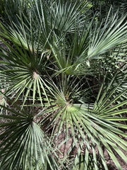 Chamaerops humilis