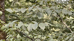 Ulmus uyematsui