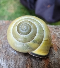 Cepaea nemoralis