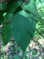 Ostrya virginiana