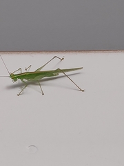 Phlugis ocraceovittata