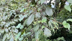 Ulmus uyematsui