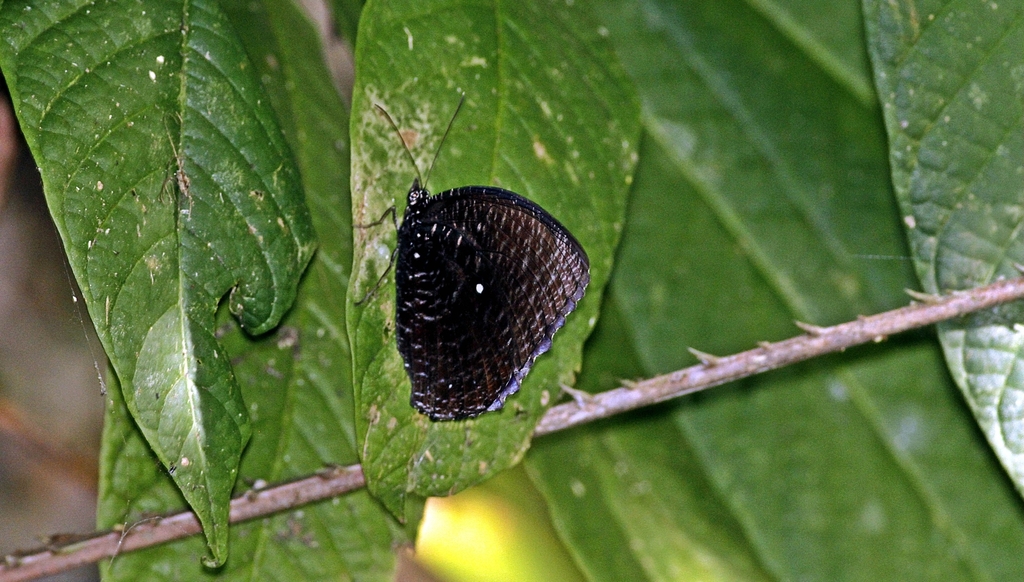 Elymnias mimalon (Elymnias mimalon)