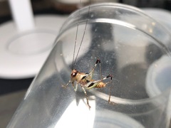 Lipotactes truncatus