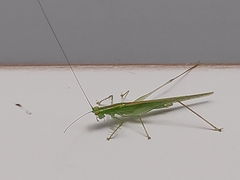 Phlugis ocraceovittata