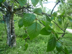 Betula tianschanica