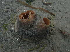 Zirfaea