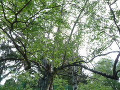 Betula tianschanica