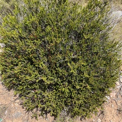 Erica multiflora