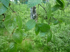 Betula tianschanica