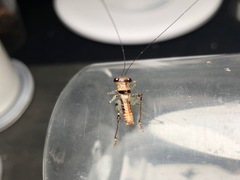 Lipotactes truncatus