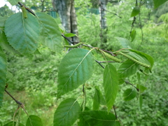 Betula tianschanica