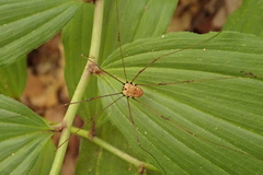 Leiobunum calcar